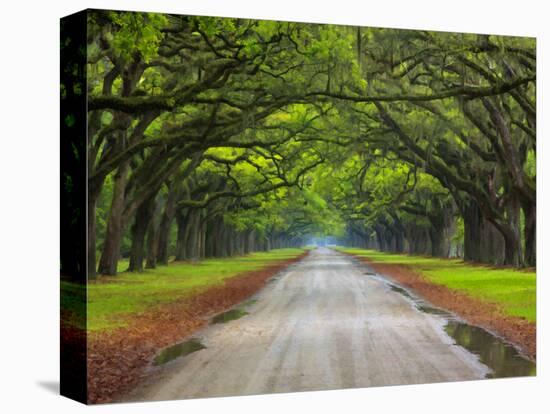 Wormsloe Plantation, Savannah, Georgia, USA-Joanne Wells-Premier Image Canvas