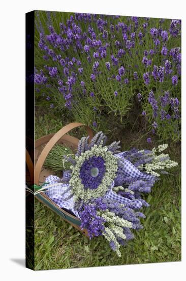 Wrapped Bouquets of Dried Lavender at Lavender Festival, Sequim, Washington, USA-Merrill Images-Premier Image Canvas