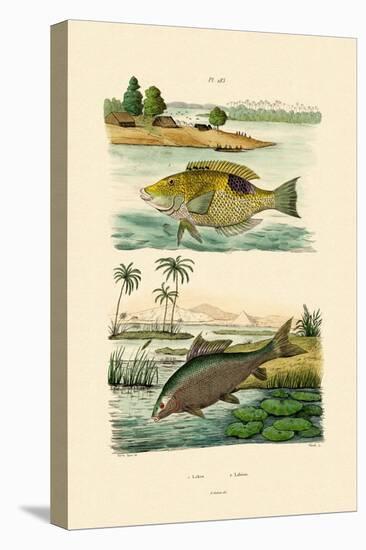 Wrasse, 1833-39-null-Premier Image Canvas