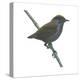 Wrenthrush (Zeledonia Coronata), Birds-Encyclopaedia Britannica-Stretched Canvas