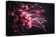 Wriggling-Philippe Sainte-Laudy-Premier Image Canvas