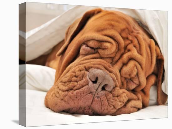 Wrinkled Dog Dogue De Bordeaux Dreaming In Bed With White Blanket-vitalytitov-Premier Image Canvas