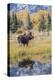 Wyoming, a Bull Moose Stands Near the Snake River at Schwabacher Landing in the Autumn-Elizabeth Boehm-Premier Image Canvas