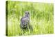 Wyoming, a Great Gray Owl Fledgling on a Stump Just after Leaving the Nest-Elizabeth Boehm-Premier Image Canvas