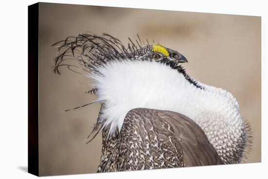 Wyoming, a Greater Sage Grouse Displays Showing Off His Headdress in a Portrait Photo-Elizabeth Boehm-Premier Image Canvas