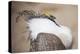 Wyoming, a Greater Sage Grouse Displays Showing Off His Headdress in a Portrait Photo-Elizabeth Boehm-Premier Image Canvas