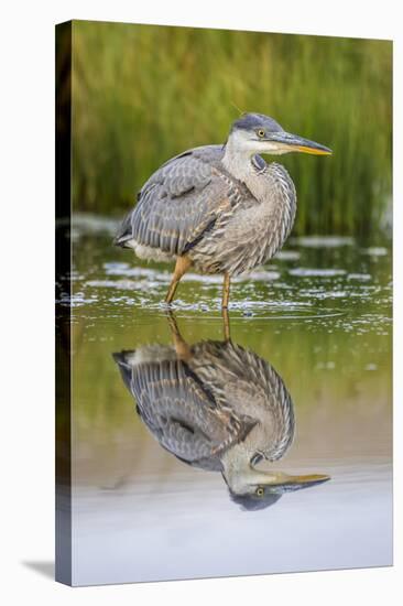 Wyoming, a Juvenile Great Blue Heron Forages for Food in a Calm Pond with Full Reflection-Elizabeth Boehm-Premier Image Canvas