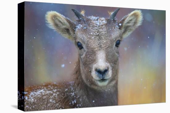 Wyoming. A young mountain goat's first snow.-Janet Muir-Premier Image Canvas