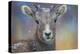 Wyoming. A young mountain goat's first snow.-Janet Muir-Premier Image Canvas