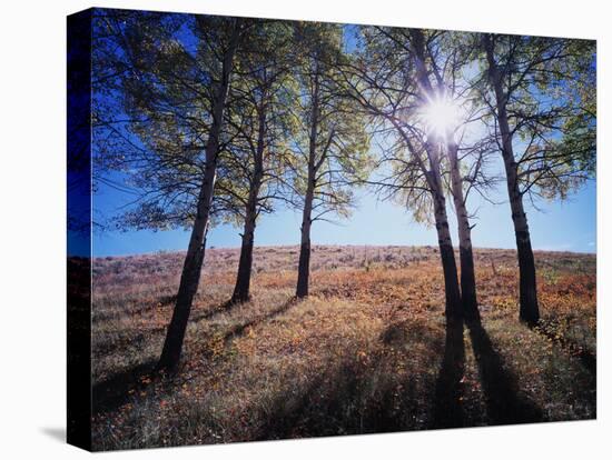 Wyoming, Bridger Teton Nf, the Suns Rays Shine Through Autumn Aspens-Christopher Talbot Frank-Premier Image Canvas