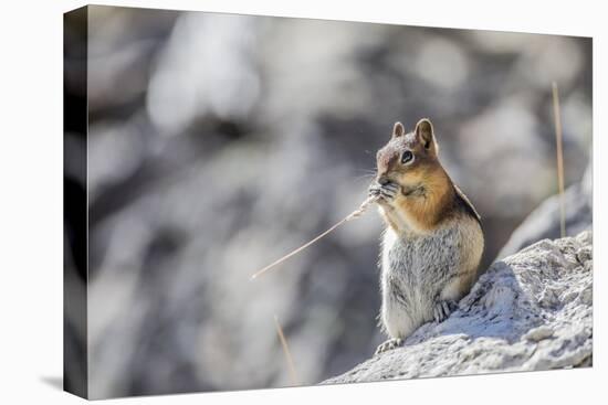 Wyoming, Golden-Mantled Ground Squirrel Eating Seedhead of Grass-Elizabeth Boehm-Premier Image Canvas