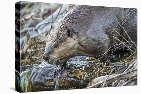 Wyoming, Grand Teton National Park, a Beaver Climbs over it's Dam at Schwabacher Landing-Elizabeth Boehm-Premier Image Canvas