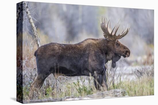 Wyoming, Grand Teton National Park, a Bull Moose Stands Along a River Bank in the Autumn-Elizabeth Boehm-Premier Image Canvas