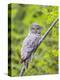 Wyoming, Grand Teton National Park, an Adult Great Gray Owl Roosts on a Branch-Elizabeth Boehm-Premier Image Canvas