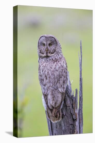 Wyoming, Grand Teton National Park, an Adult Great Gray Owl Sits on a Stump-Elizabeth Boehm-Premier Image Canvas