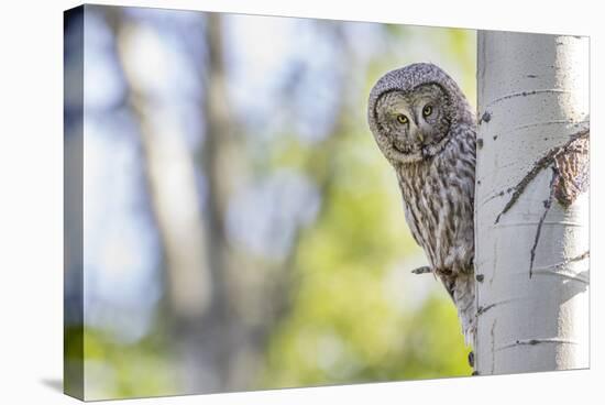 Wyoming, Grand Teton National Park, an Adult Great Gray Owl Stares from Behind an Aspen Tree-Elizabeth Boehm-Premier Image Canvas