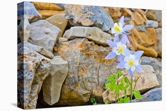 Wyoming, Grand Teton National Park, Close Up of Colorado Columbine Blooming-Elizabeth Boehm-Premier Image Canvas