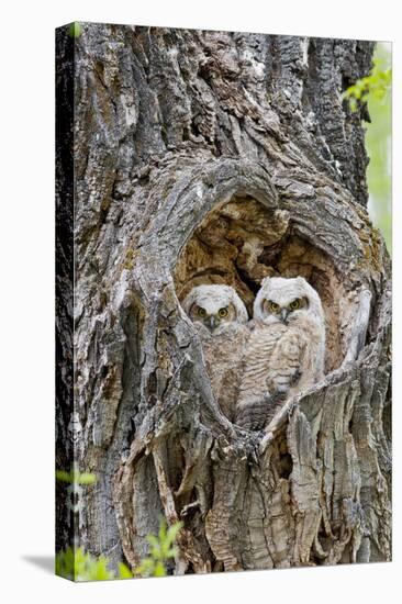 Wyoming, Grand Teton National Park, Great Horned Owlets in Nest Cavity-Elizabeth Boehm-Premier Image Canvas