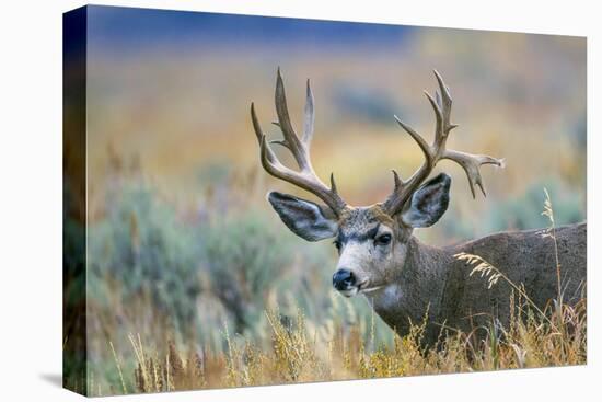 Wyoming, Grand Teton NP. A monster Mule Deer buck poses for a portrait shot of it's large antlers.-Elizabeth Boehm-Premier Image Canvas