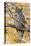 Wyoming, Great Horned Owl Roosting in Cottonwood-Elizabeth Boehm-Premier Image Canvas