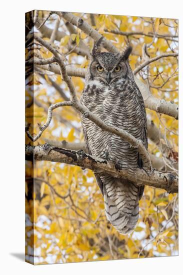 Wyoming, Great Horned Owl Roosting in Cottonwood-Elizabeth Boehm-Premier Image Canvas