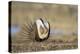 Wyoming, Greater Sage Grouse Strutting on Lek with Air Sacs Blown Up-Elizabeth Boehm-Premier Image Canvas