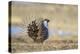 Wyoming, Greater Sage Grouse Strutting on Lek-Elizabeth Boehm-Premier Image Canvas