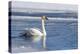 Wyoming. Jackson Hole, Flat Creek, an adult Trumpeter Swan swims on a partially ice-covered creek.-Elizabeth Boehm-Premier Image Canvas
