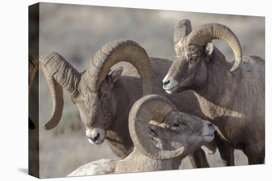 Wyoming, Jackson, National Elk Refuge, a Bachelor Group of Bighorn Sheep Rams-Elizabeth Boehm-Premier Image Canvas