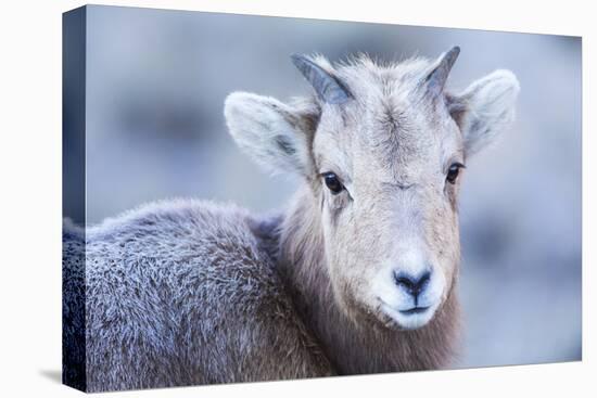 Wyoming, Jackson, National Elk Refuge, a Bighorn Sheep Lamb Poses for a Portrait-Elizabeth Boehm-Premier Image Canvas