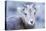 Wyoming, Jackson, National Elk Refuge, a Bighorn Sheep Lamb Poses for a Portrait-Elizabeth Boehm-Premier Image Canvas