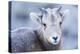 Wyoming, Jackson, National Elk Refuge, a Bighorn Sheep Lamb Poses for a Portrait-Elizabeth Boehm-Premier Image Canvas