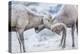 Wyoming, Jackson, National Elk Refuge, Two Bighorn Sheep Rams Lock Horns During the Rut-Elizabeth Boehm-Premier Image Canvas