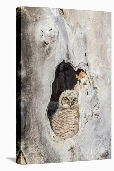 Wyoming, Lincoln Co, Great Horned Owl Nestling Peering from Nest-Elizabeth Boehm-Premier Image Canvas