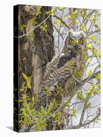 Wyoming, Lincoln County, a Great Horned Owl Fledgling Sits in a Leafing Out Cottonwood Tree-Elizabeth Boehm-Premier Image Canvas