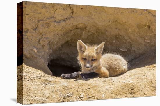Wyoming, Lincoln County, a Red Fox Kit Lays in Front of it's Den in the Desert-Elizabeth Boehm-Premier Image Canvas