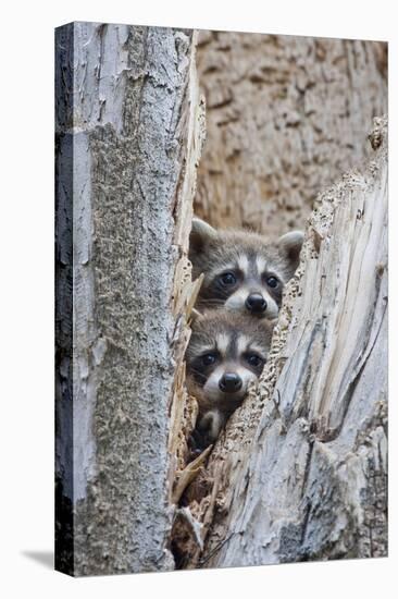 Wyoming, Lincoln County, Raccoon Young Looking Out Cavity in Snag-Elizabeth Boehm-Premier Image Canvas