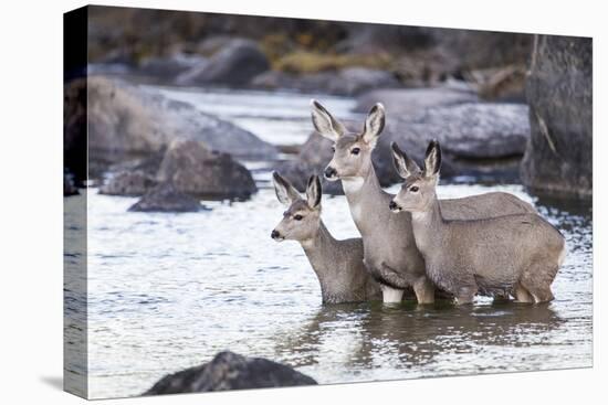 Wyoming, Mule Deer Doe and Fawns Standing in River During Autumn-Elizabeth Boehm-Premier Image Canvas
