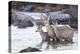Wyoming, Mule Deer Doe and Fawns Standing in River During Autumn-Elizabeth Boehm-Premier Image Canvas