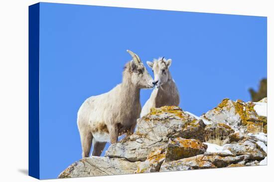 Wyoming, National Elk Refuge, Bighorn Sheep and Lamb Nuzzling-Elizabeth Boehm-Premier Image Canvas