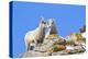 Wyoming, National Elk Refuge, Bighorn Sheep and Lamb Nuzzling-Elizabeth Boehm-Premier Image Canvas