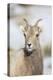 Wyoming, National Elk Refuge, Bighorn Sheep Ewe Portrait-Elizabeth Boehm-Premier Image Canvas