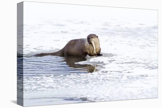 Wyoming, National Elk Refuge, Northern River Otter Eating Fish-Elizabeth Boehm-Premier Image Canvas