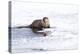 Wyoming, National Elk Refuge, Northern River Otter Eating Fish-Elizabeth Boehm-Premier Image Canvas