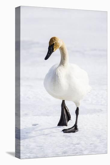 Wyoming, National Elk Refuge, Trumpeter Swan Walking on Snowy Ice-Elizabeth Boehm-Premier Image Canvas