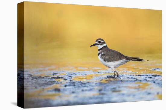 Wyoming, Sublette Co, Killdeer in Mudflat with Gold Reflected Water-Elizabeth Boehm-Premier Image Canvas