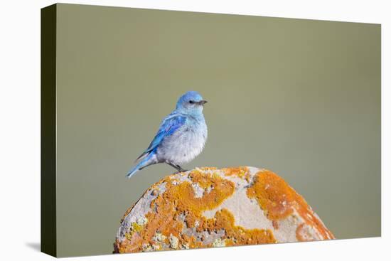 Wyoming, Sublette Co, Mountain Bluebird Sitting on Orange Lichen Rock-Elizabeth Boehm-Premier Image Canvas