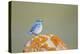 Wyoming, Sublette Co, Mountain Bluebird Sitting on Orange Lichen Rock-Elizabeth Boehm-Premier Image Canvas