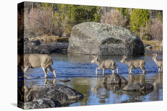 Wyoming, Sublette Co, Mule Deer Doe and Fawns Crossing a River-Elizabeth Boehm-Premier Image Canvas
