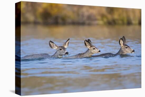 Wyoming, Sublette Co, Mule Deer Does and Fawn Swimming across a Lake-Elizabeth Boehm-Premier Image Canvas